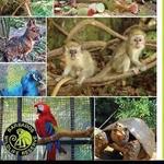Barbados Wildlife Reserve