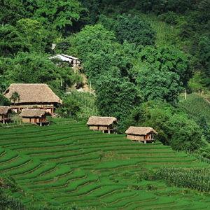 Stay at the Eco Palms House in Sapa