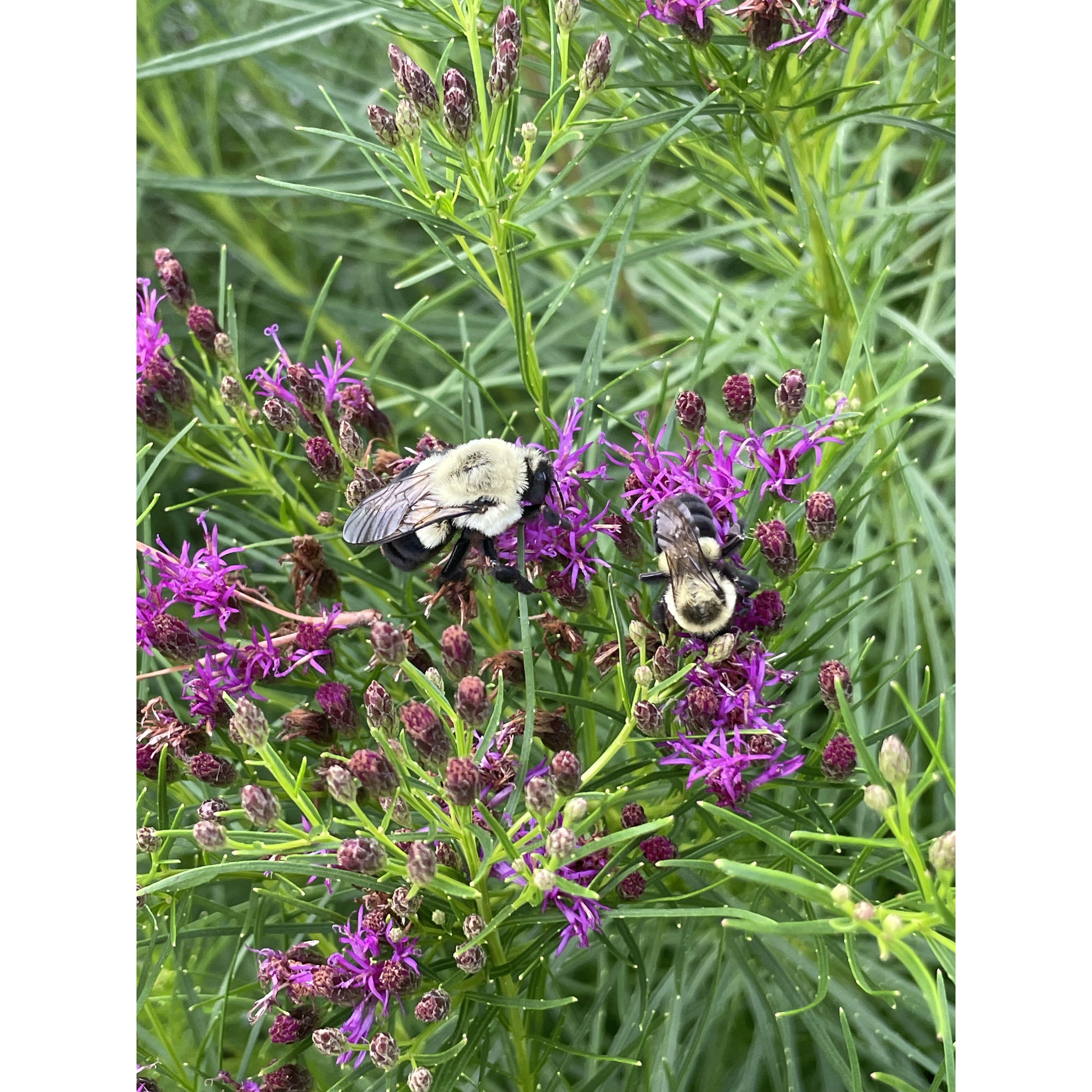 bees :)