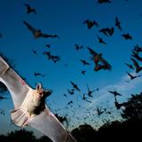 Austin Bat Tours