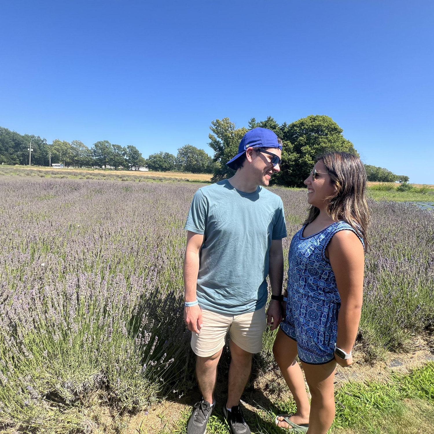 lavender fields