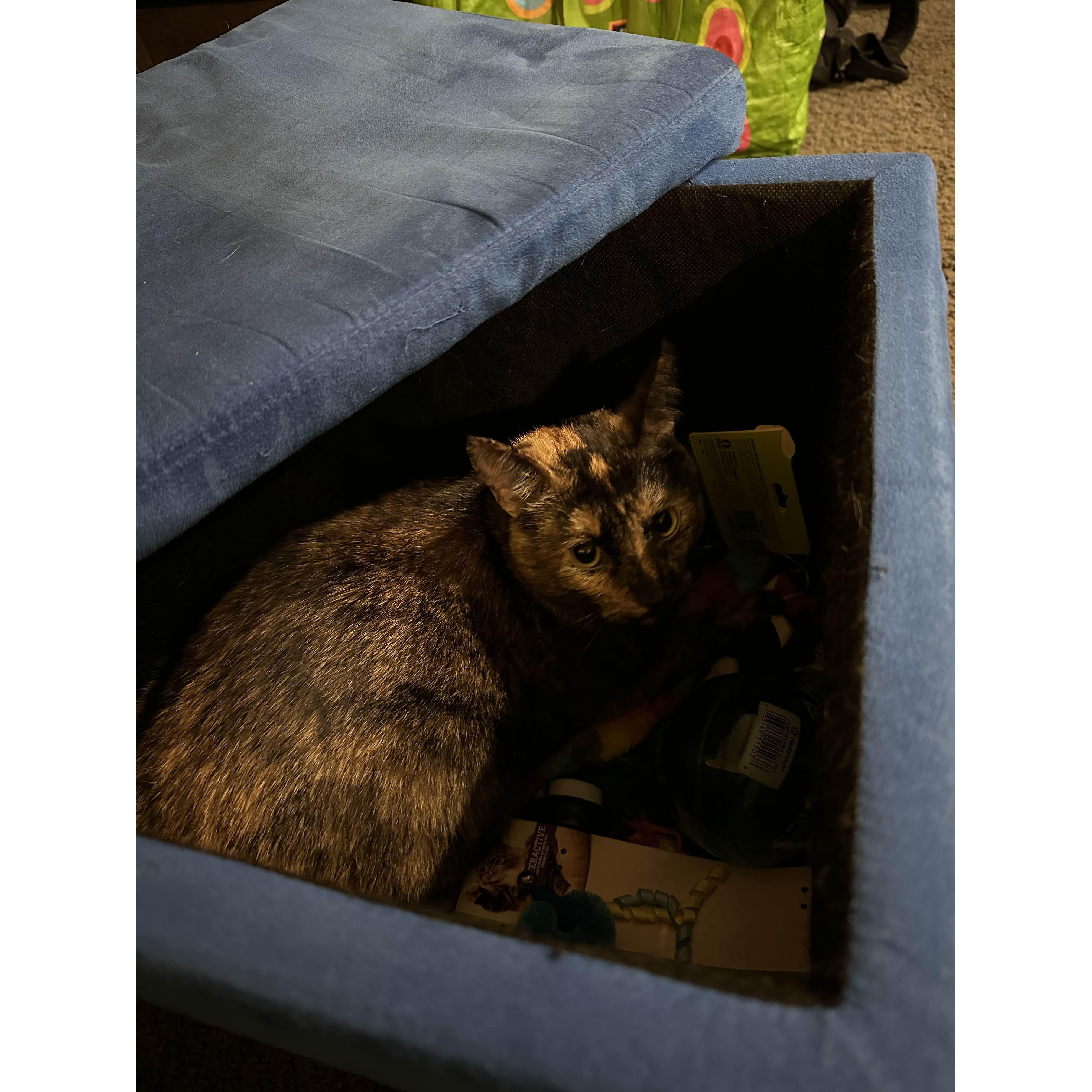 Calypso in da box