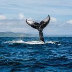Avistamiento de Ballenas