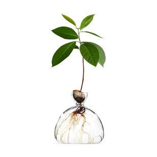 Avocado Vase