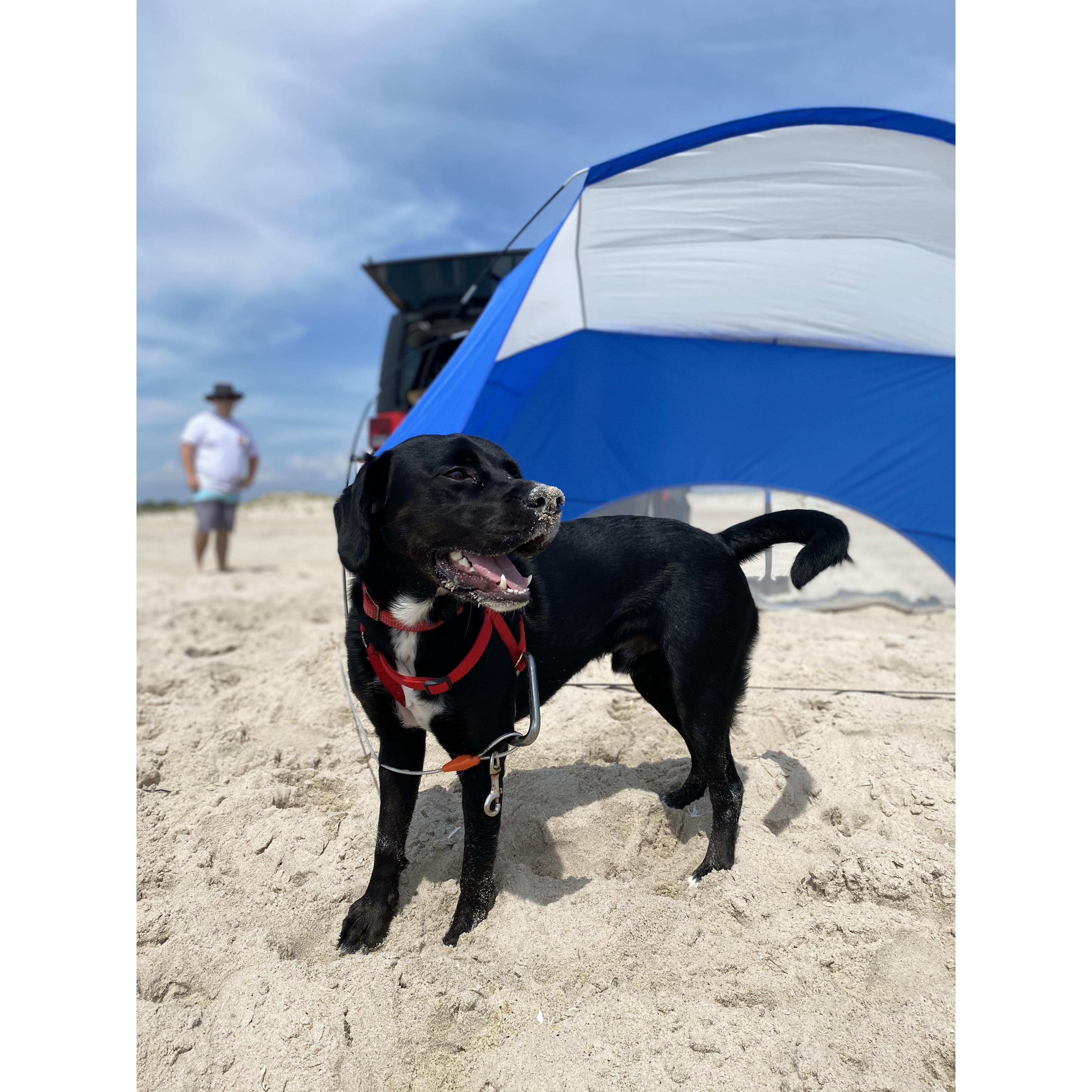 Teddy's first beach trip