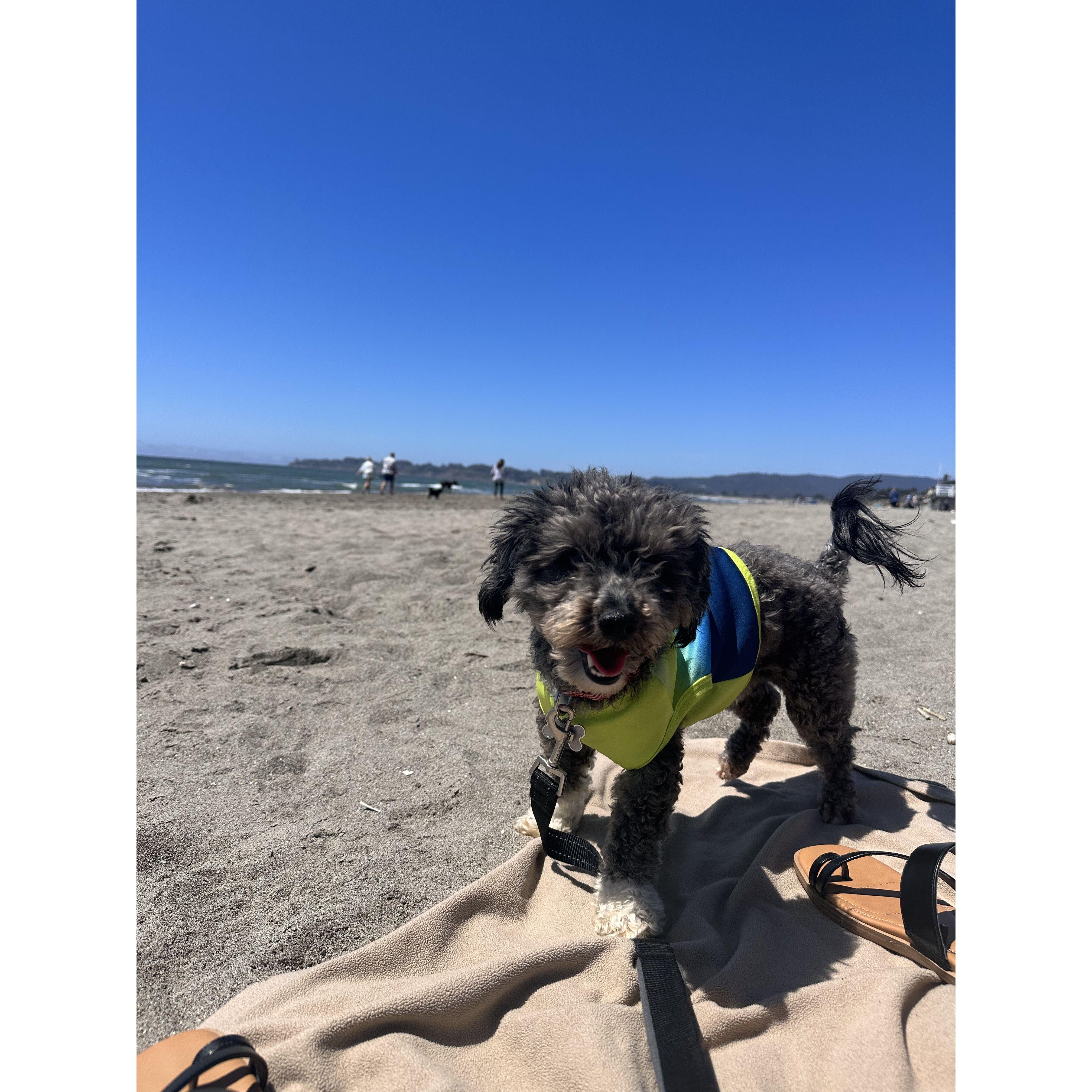 Fun Fact #2: The couple adopted Felipe from Napa's animal shelter in March 2024. He has brought so much love and joy into their lives. In April 2025, he will play a big role in his parent's wedding.