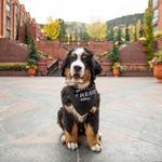 The St. Regis Aspen Resort
