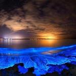 Bio-luminescent Bay