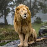 Lions Tigers & Bears