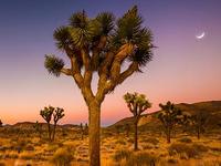Joshua Tree National Park