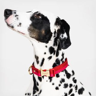 Dog Collar