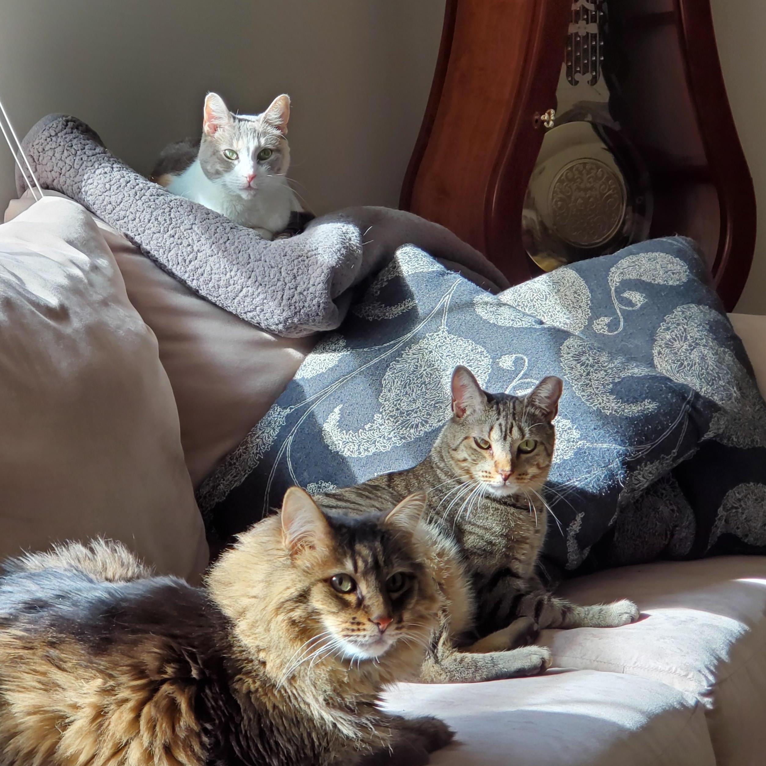 The children. From top to bottom: Juno, Jack and Tiger.