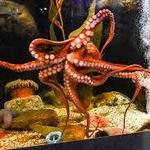 Mystic Aquarium