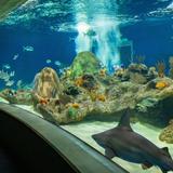 OdySea Aquarium