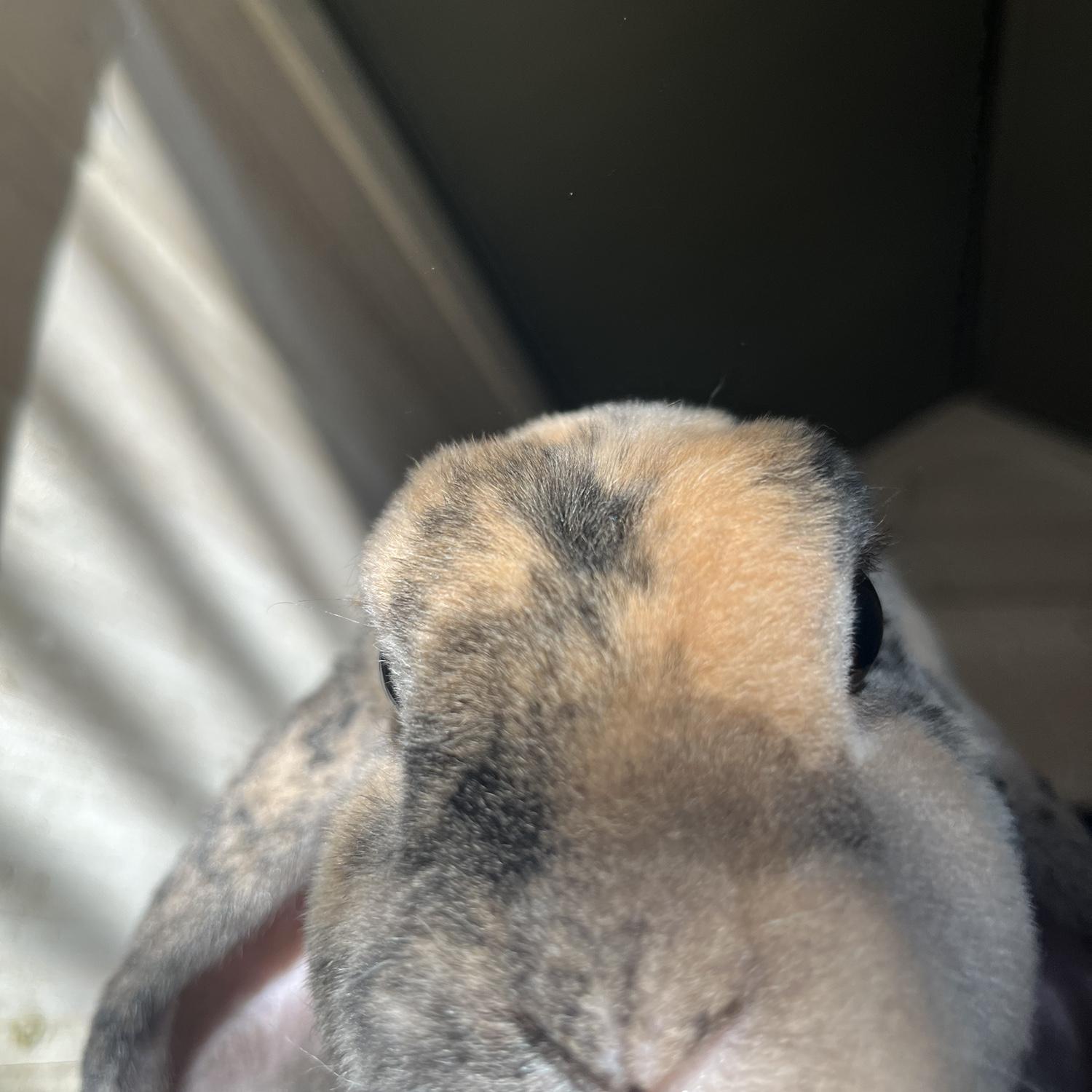 Sunny bunny ☀️