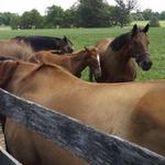 Horse Farms Tours, Inc.