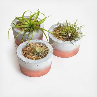 3-Piece Barrel Classic Planter with Air Plant Set
