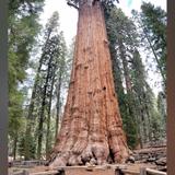 Sequoia National Park