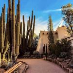 Desert Botanical Garden