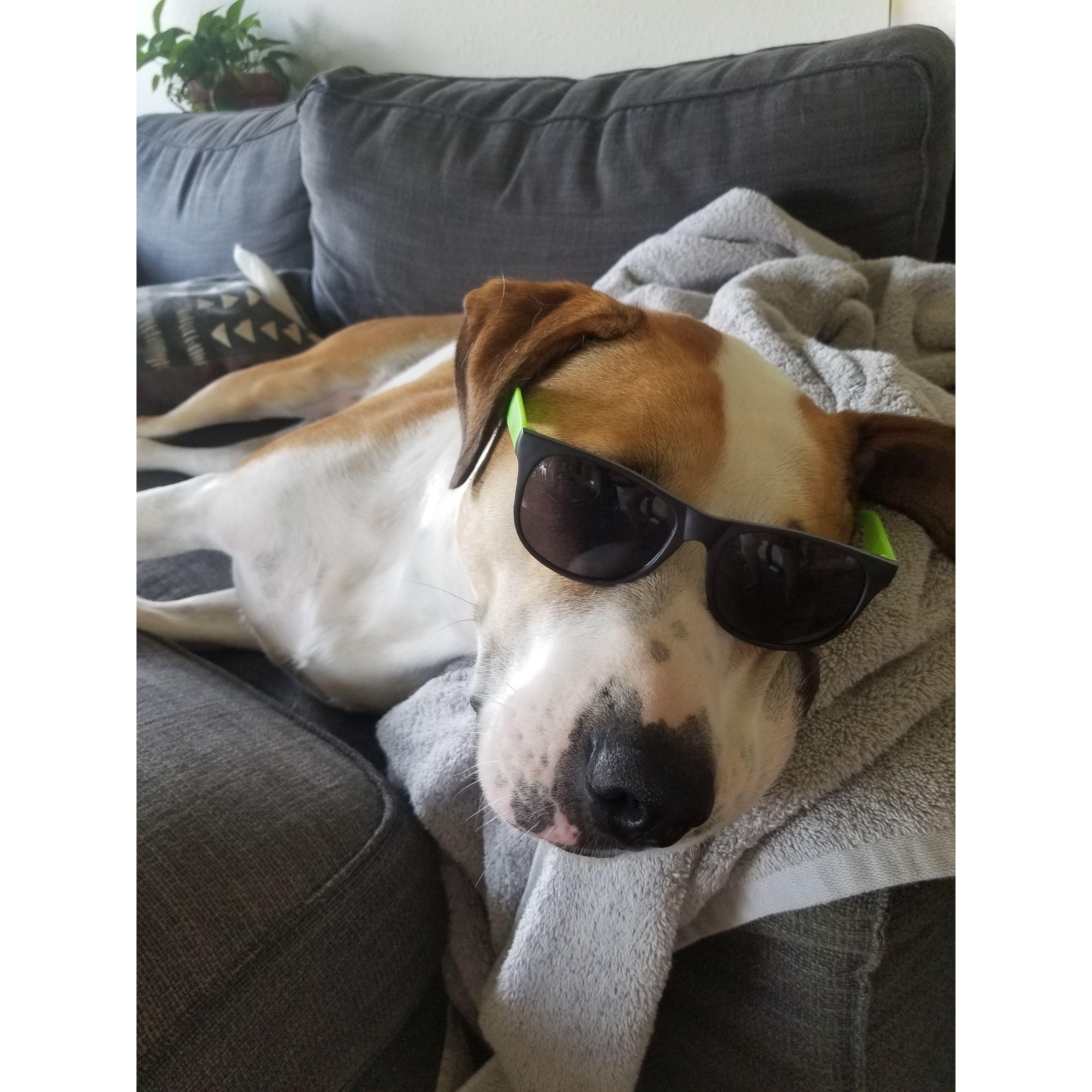 Kool K9