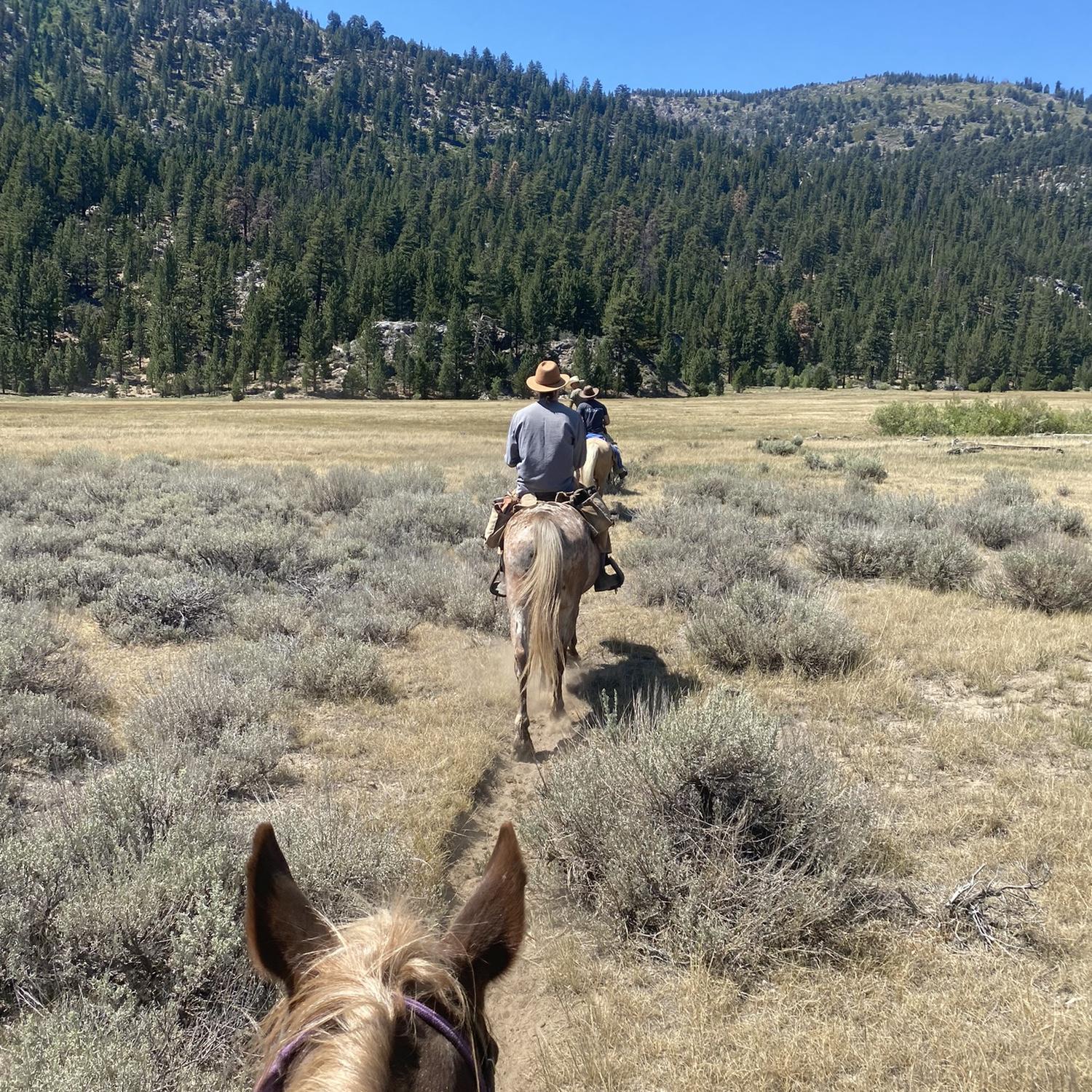 Horse back riding in Sonora Pass