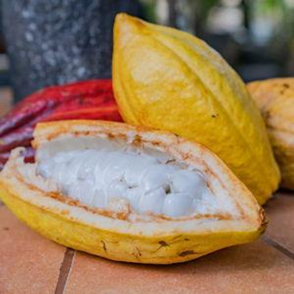 Coffee and Chocolate Tour for 2