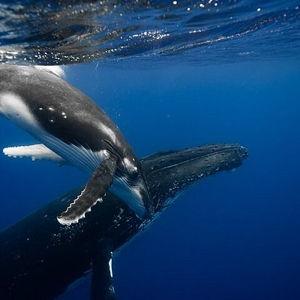Whale watching experience in Mo'orea