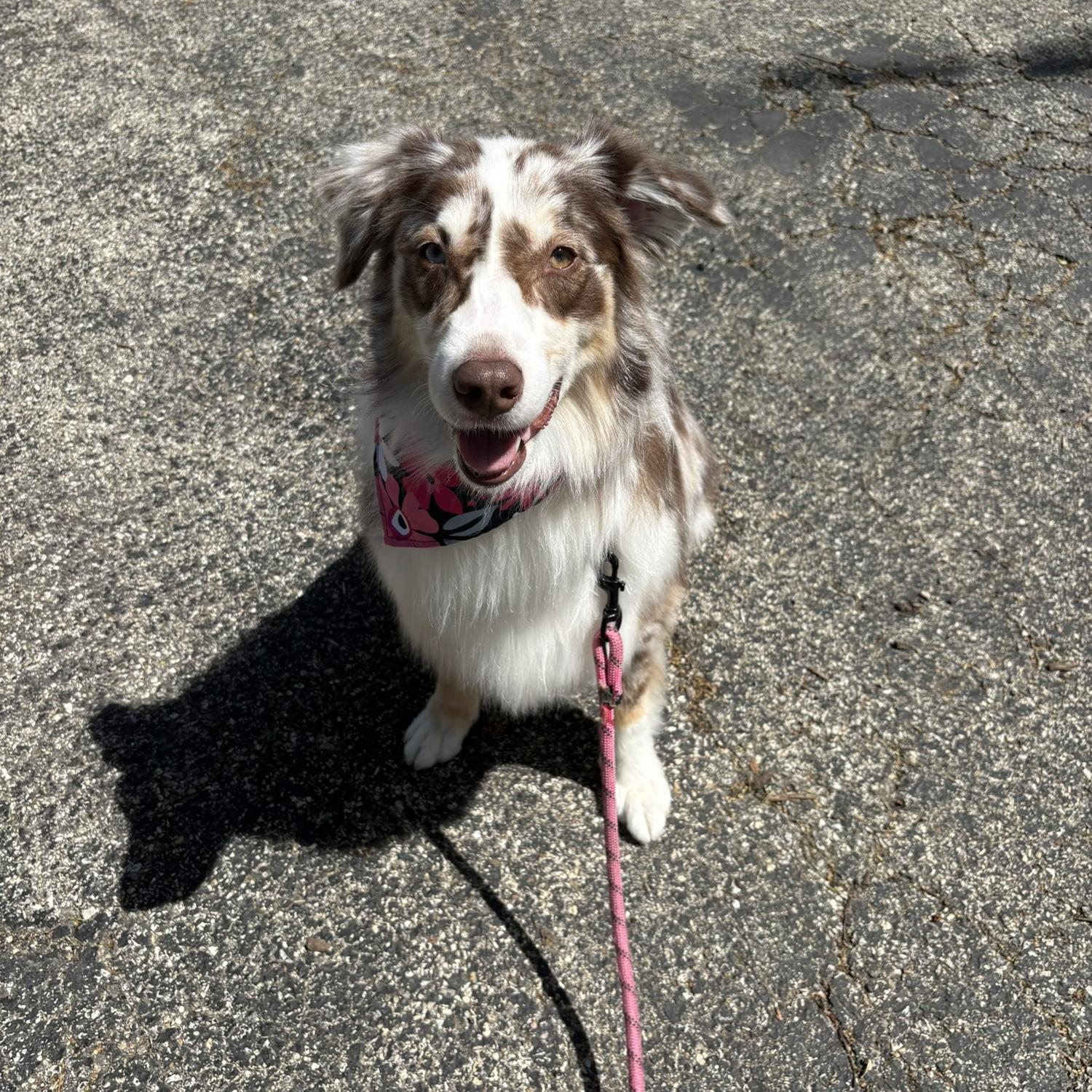 Little Sister Maggie Moo