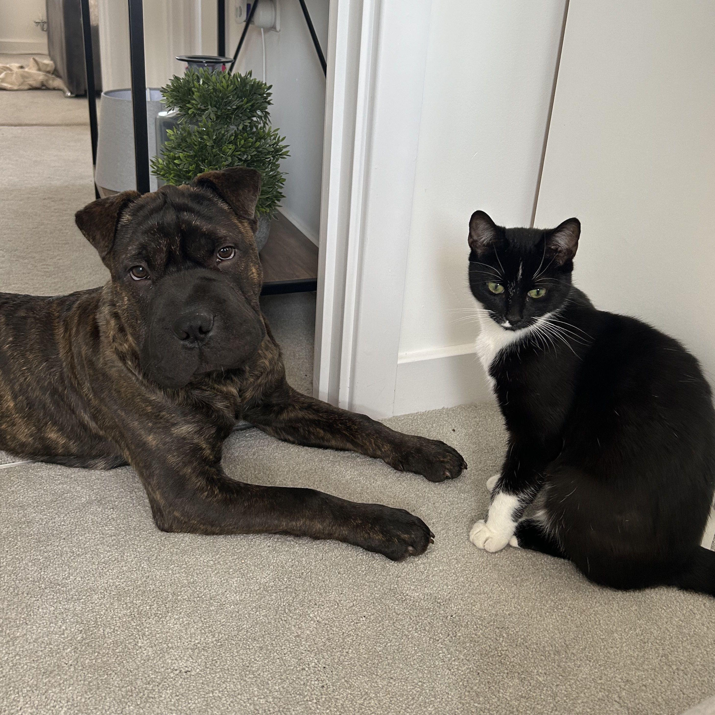 Our babies, Mac and Luna