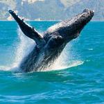 Makai Adventures - Maui Whale Watching, Dolphins, Lanai Snorkeling, Bottom Fishing