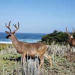 Pacific Grove Golf Links