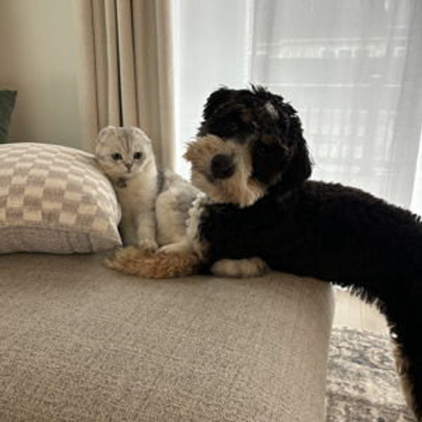 Toys & Treats for Cooper and Milo