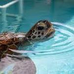 Loggerhead Marinelife Center