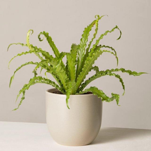 Bird’s Nest Fern