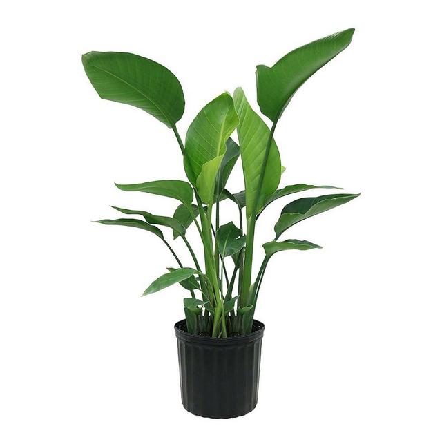 Live 10" White Bird of Paradise Plant