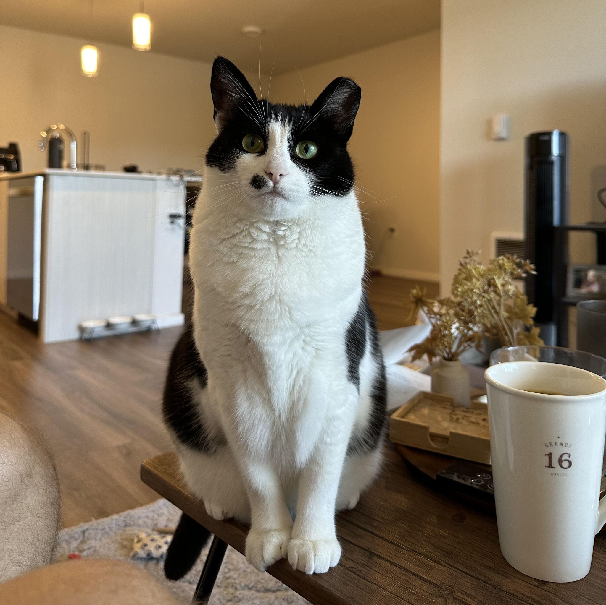 A picture of our sweet little rescue kitty, Levy.