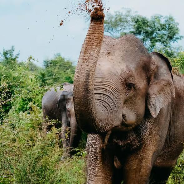 Udawalawe National Park: Elephant Safari