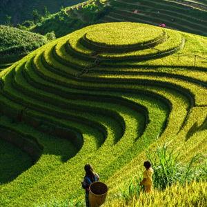 Rice Field Tour for Two