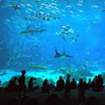 Georgia Aquarium