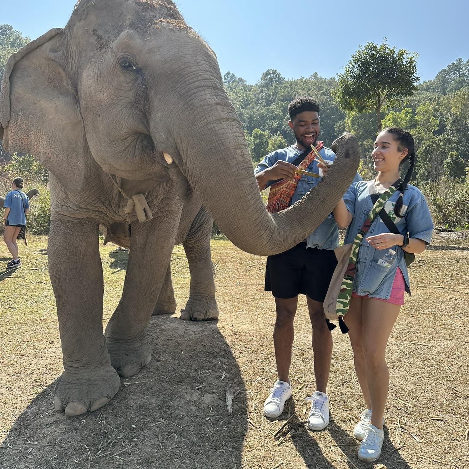 Feeding elephants in Chiang Mai, Thailand