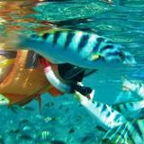 Snorkeling in Tide Pools