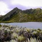 Páramo de Chingaza