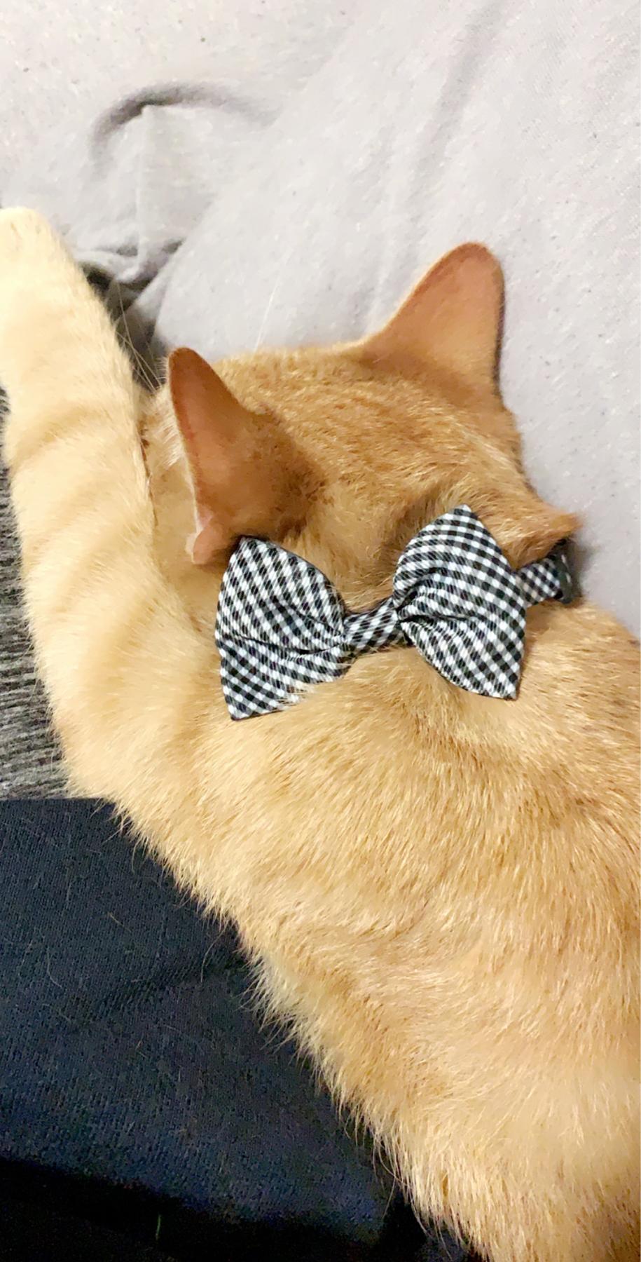 Cue the best emotional supporter I could ask for! Mr. Buckets graduated nursing school by my side as my ESA and kept me somewhat sane while Jon was away. He didn’t even know he had a dad overseas🥹