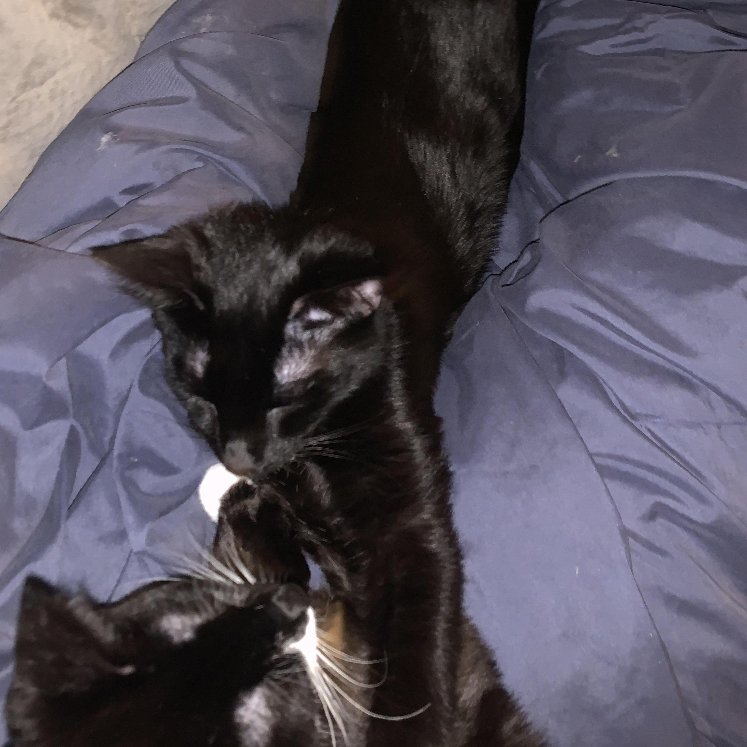 We adpoted two beautiful babies, Mabel & Dipper, and our lives are so much more wonderful now! Often, we all snuggle on the couch together! But zoomies are still strong, keeping us busy