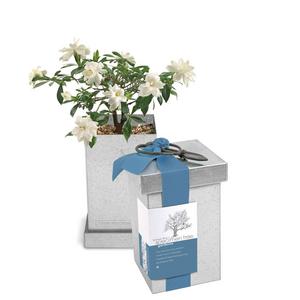 Gardenia Bonsai Kit