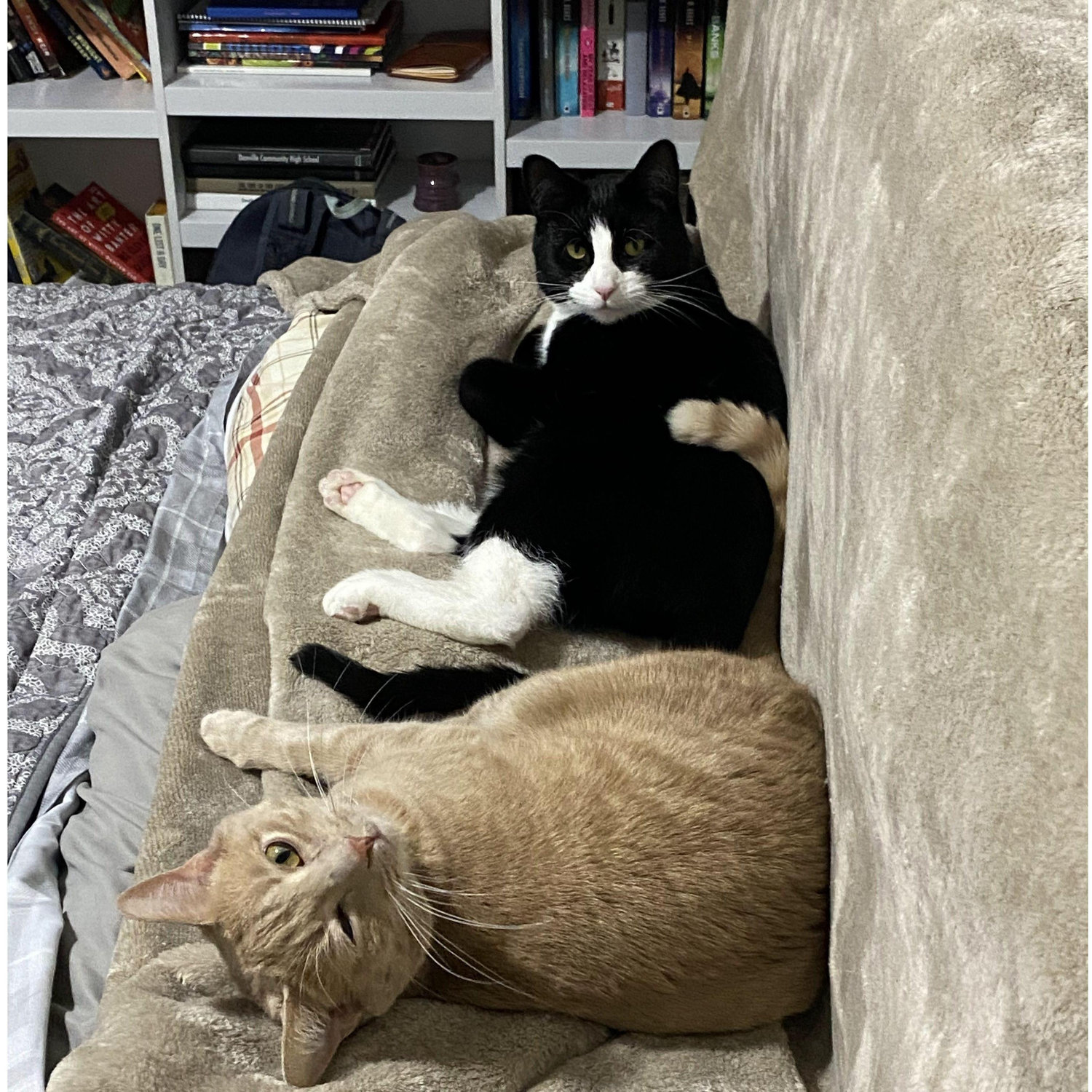 Our sweet boys Oito and Dink