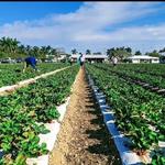 Knaus Berry Farm
