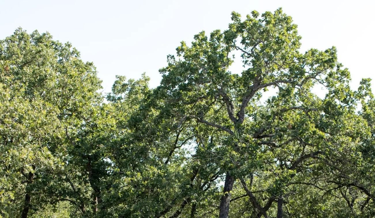 The Wedding Website of Madison Nichole Mendez and Aaron Briones