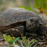 Conservancy of Southwest Florida