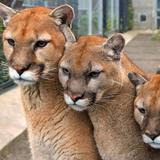 Cougar Mountain Zoo